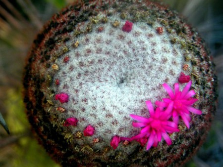 Melocactus longispinus, kvety v cefálii